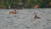 Red-necked Grebe at Paglesham Lagoon (Steve Arlow) (58668 bytes) Red-necked Grebe at Paglesham Lagoon (Steve Arlow) (58668 bytes)